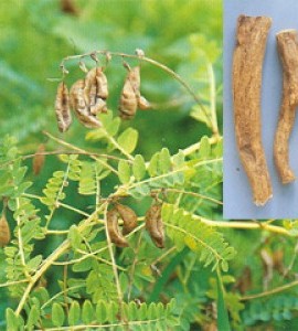 Astragalus membranaceous
